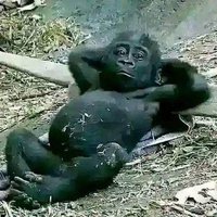 Aliefkamodolo (@aliefkamodolo) 's Twitter Profile