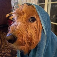 Golden Doodle Mind Tricks ⚔️🇺🇸💙 (@qthejedidog) 's Twitter Profile