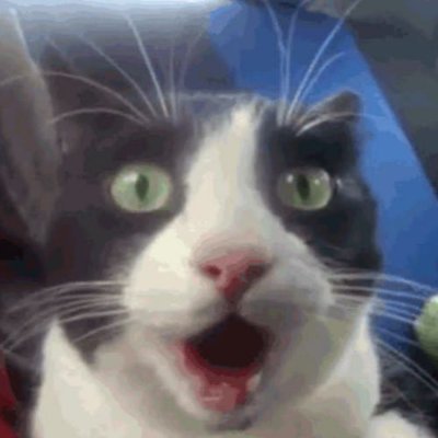 Did you miss a booty call? This cat never does.
https://t.co/tDc4TQeisO