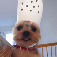 imah, fcpa (@cpanghai) 's Twitter Profile Photo imah, fcpa (@cpanghai) 's Twitter Profile Photo