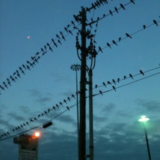 SlimyGreenPecan's profile picture. 