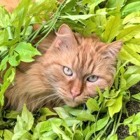 𝑴𝒐𝒛𝒂𝒓𝒕 🐾😻 (@mozartmonchat) 's Twitter Profile Photo 𝑴𝒐𝒛𝒂𝒓𝒕 🐾😻 (@mozartmonchat) 's Twitter Profile Photo