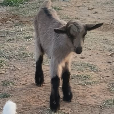 ZelmouA's profile picture. ومن يتقى الله يجعل له مخرجا من حيث لا يحتسب