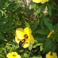 hny (@hndyni13) 's Twitter Profile