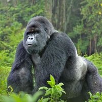 Acram Lukyamuzi Musisi (@pridemunyonyo) 's Twitter Profile