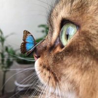 JuniorKripto (@juniorkriptoo) 's Twitter Profile