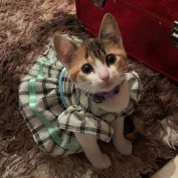 πββ¬ (@binosauruss) 's Twitter Profile