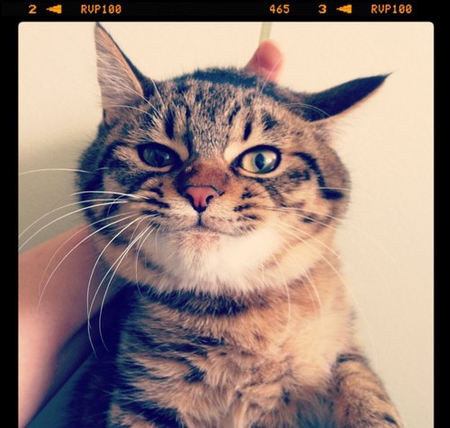 nuuuuuco's profile picture. やっぱり猫がすき。