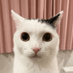 忌まわしい王冠 (COMMS 4/4) (@mamoru_shijugo) Twitter profile photo 忌まわしい王冠 (COMMS 4/4) (@mamoru_shijugo) Twitter profile photo