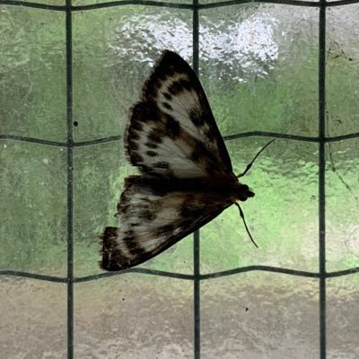 fieldsofnephili's profile picture. 