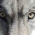 WOLF -The Real ALPHA (@realthe51059) Twitter profile photo WOLF -The Real ALPHA (@realthe51059) Twitter profile photo