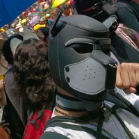 Zen the pup (@zen_the_dog) 's Twitter Profile
