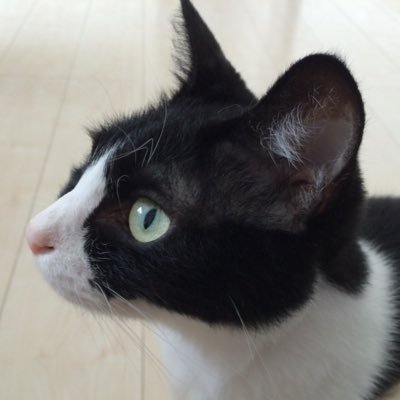 arm_ota's profile picture. 立川ハーツ劇場あろまちゃん推しの沸きヲタクです😇たのしくすごそね