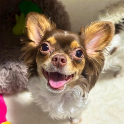 mon_mon_moncyan's profile picture. もんちゃん♀とるるちゃん♀の日常を｜チワワとダックスのMIXとポメラニアンとプードルのMIX｜2022年7月15日生まれと2024年5月3日生まれ