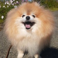 麻希亜@NZ🇳🇿WH (@makia_o_ov_nz) 's Twitter Profile