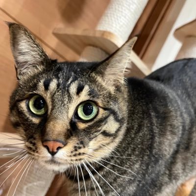 迷い猫ジェイくん