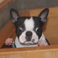 犬派のヒロポン (@hiromine) Twitter profile photo