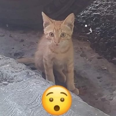 Maximil96021679's profile picture. 