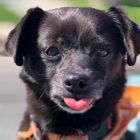 Peterson (@petrartss) 's Twitter Profile