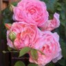 christinedemar's profile picture. #RoseWednesday #Roses #DazzlingDahlias #Flowers #MyGarden #Peonies #Ukraine #BirthFlowers #HappyBirthday #Gardening #MagentaMonday #MagentaGarden #SignsOfSpring