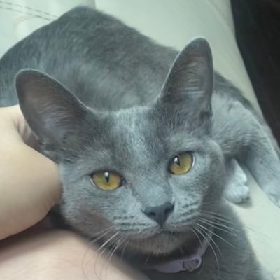 InsecureKO's profile picture. age:22 sfw account. mostly just to post cat pics beginner smash player in NC
