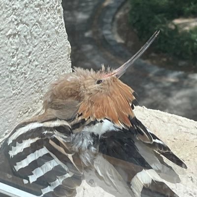 MahdyHatem's profile picture. News, technology, spirituality - Purpose