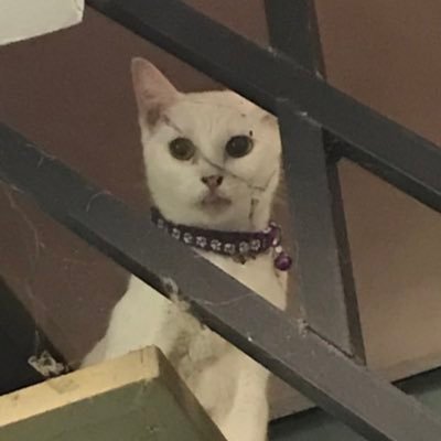 hermayniiiii's profile picture. 🤸🏻

wvc '23