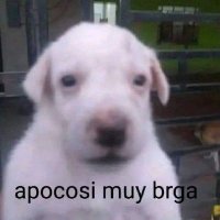 Rodrigo (@soyomega_) 's Twitter Profile