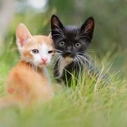 Ahmed (@asssgfjjj1003) Twitter profile photo