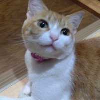 たけ (@taketake545) 's Twitter Profile