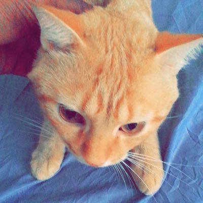 FinalFling's profile picture. Manchester United, GSW