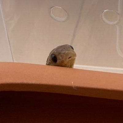 Hachu_egg's profile picture. 蛇に臍はあります🐍あとなんかいっぱいいます🦎