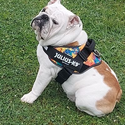 simonebertucce1's profile picture. 