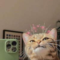 🐱 (@yupsheskitten) 's Twitter Profile Photo