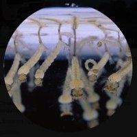 Control Mosquits Baix Llobregat (@mosquitsdelbaix) 's Twitter Profile Photo Control Mosquits Baix Llobregat (@mosquitsdelbaix) 's Twitter Profile Photo