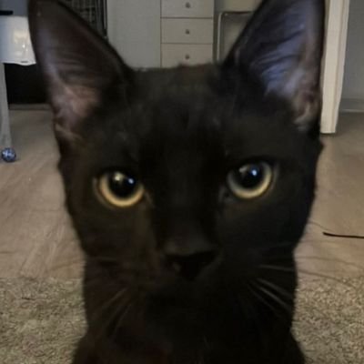 condensedmati's profile picture. 