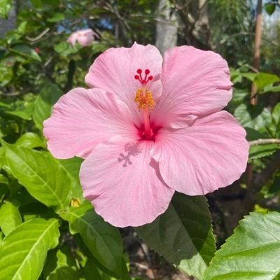 Sngla3's profile picture. sweet energy only 🩷🌷