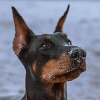 #1A #2A #UltraMAGA #Patriot #VoterID #AntiWoke #NRA #Doberman
Love 'Devil Dogs', Constitutional Conservative, Save American Dobermans
🚫DM's🚫Crypto🚫Lists