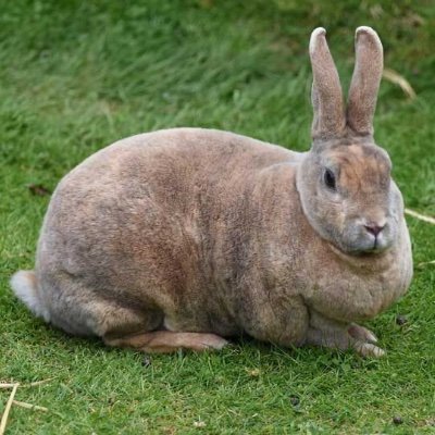 auroramaya's profile picture. 