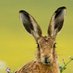 Her Royal Hareness🐰©️™️🐰(LadyLeveret) (@bigearedmammal) Twitter profile photo Her Royal Hareness🐰©️™️🐰(LadyLeveret) (@bigearedmammal) Twitter profile photo