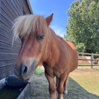 Native Pony People (@ponynative) 's Twitter Profile
