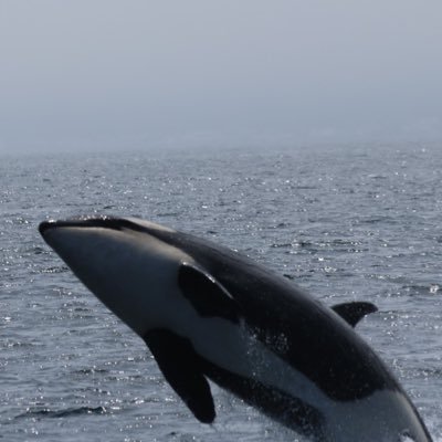 EXspideroctopas's profile picture. その笑顔が僕に力くれる