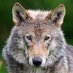 El Lobo Feroz (@el_lobo_feroz_2) Twitter profile photo El Lobo Feroz (@el_lobo_feroz_2) Twitter profile photo