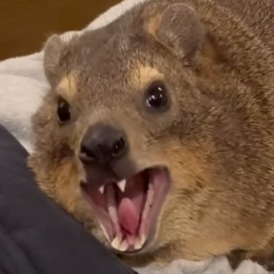 PaidProgrammng's profile picture.