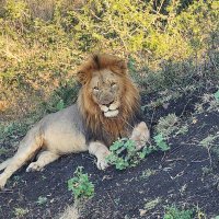 BSDetector (@teamkruger) 's Twitter Profile