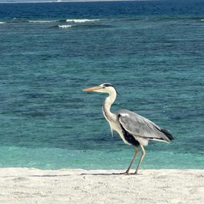 nipaspu1's profile picture. Tu no matarías por mi, pero yo si lo haría por ti. 🌲⛈️