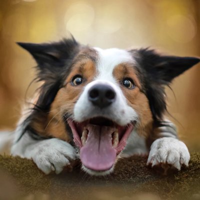 pet_happy_life's profile picture. 