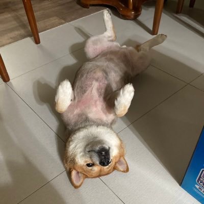 r4zeigen's profile picture. On my way to be a better person and a better software engineer 學以致用
