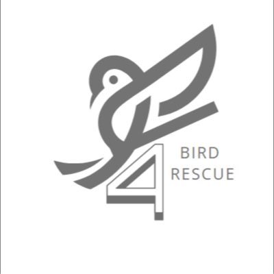 F4BirdRescue's profile picture. Good  at rescuing trapped birds and getting sick/injured birds help  We are grassroots, non profit & unfunded   Tel: 020 3051 3397 WhatsApp: +442030513397