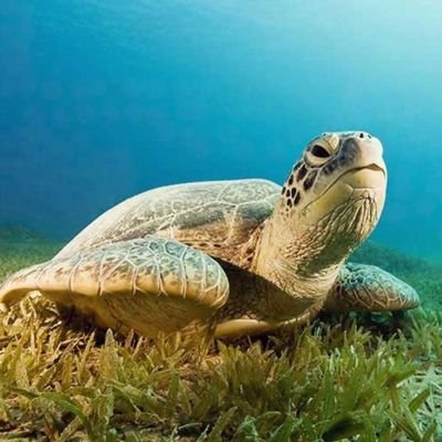 TortugaIndexada's profile picture. En busca de la Independencia Financiera.

Hablemos de finanzas